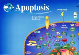 Apoptosis Poster