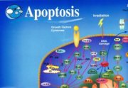 Apoptosis Poster
