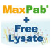 MaxPab Antibodies from Abnova