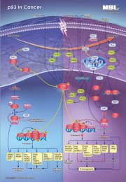 p53 in Cancer p53 in Cancer