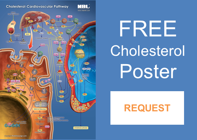 free cholesterol poster from MBL International: request here