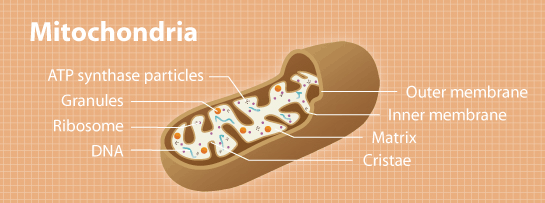abnova uk, distributed by caltag medsystems, mitochondria research, antibodies 