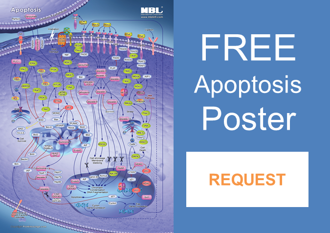 Free apoptosis poster: request