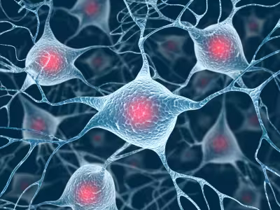 Neurons