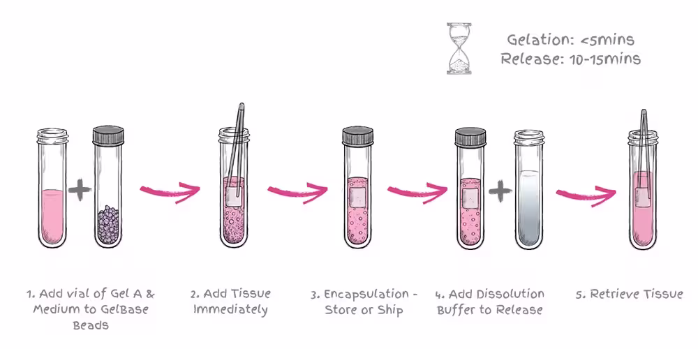TissueReady PLUS Workflow