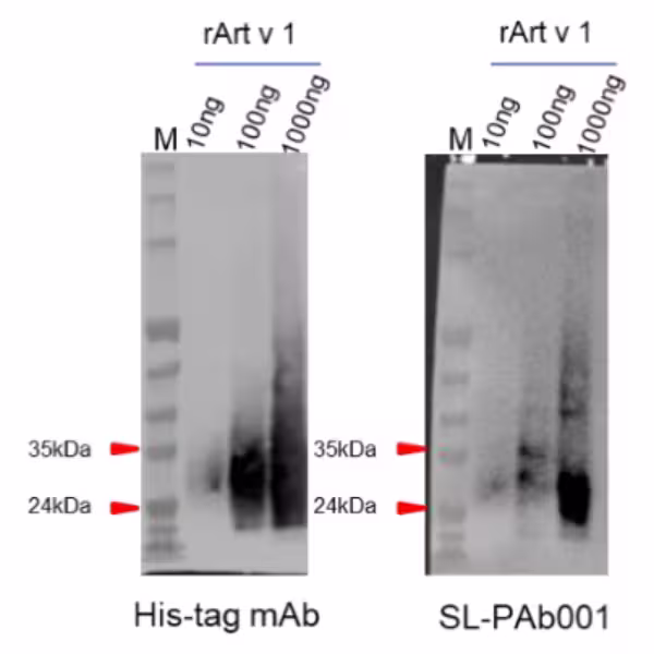 Art v 1 Western Blot