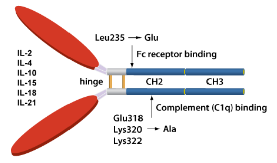 Chimerigen - Non-lytic Ig-based Chimeric Fusion Cytokines with Long Circulating Half-life