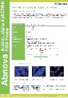 Actinin, alpha 4 (ACTN4) FISH Probe
