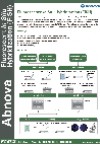 Fluorescence In Situ Hybridization (FISH)