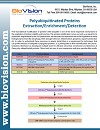 Polyubiquitinated Proteins