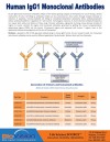 Human IgG1 Monoclonal Antibodies