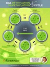DNA Methylation Poster
