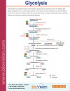 Glycolysis Flyer
