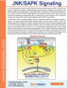 JNK/SAPK Signaling