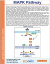 MAPK Pathway