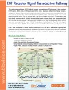 EGF Receptor Signal Transduction Pathway
