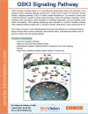 GSK3-Wnt Signaling