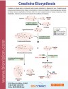 Creatinine Biosynthesis