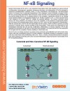 NF-kB Signaling