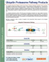 Ubiquitin Proteasome Pathway Products