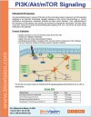 PI3 K/Akt/mTOR Signaling