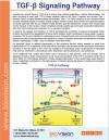 TGF-Beta Signaling