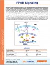 PPAR Signaling