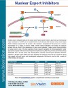Nuclear Export Inhibitors