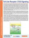 Toll-Like Receptor (TLR) Signaling