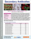 Secondary Antibodies