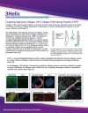 3 Helix - Targeting degraded collagen with CHP