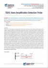 TERC gene amplification detection probe