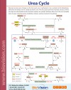 Urea Cycle