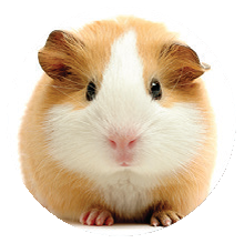 Guinea Pig