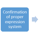 Confirmation of proper expression system