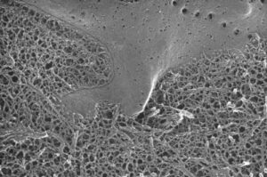 Image courtesy of Robert Mecham. Freeze fracture image of cell surrounded by extracellular matrix in native tissue. In vivo, cells are constantly receiving signals from the surrounding matrix.