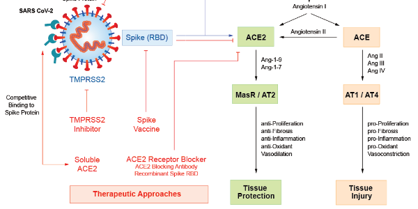 Biological Therapeutic Strategies against SARS-CoV-2 and COVID-19