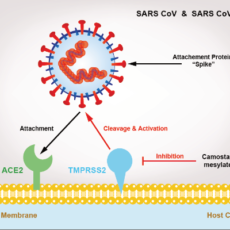 ACE2 & Functional Receptor for SARS Coronaviruses