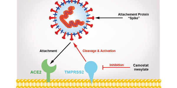 ACE2 & Functional Receptor for SARS Coronaviruses
