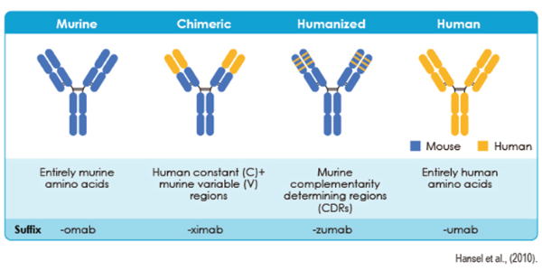 Monoclonal Antibody Drugs for Cancer