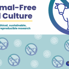 Animal-Free Cell Culture Tools