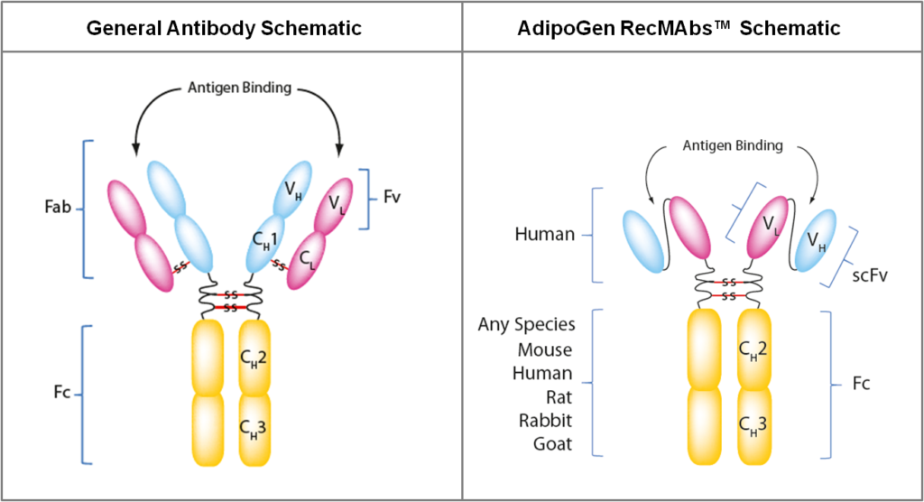 Monoclonal Antibodies [RecMAbs™] Produced with No Use of