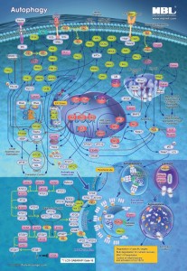 Autophagy_poster