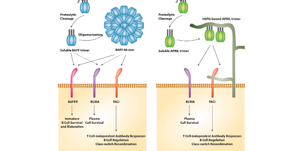 Autoimmune Disease Biomarkers APRIL & BAFF