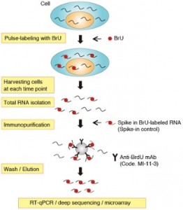 Improve your RNA research using our anti-BrdU antibody! – Caltag Medsystems