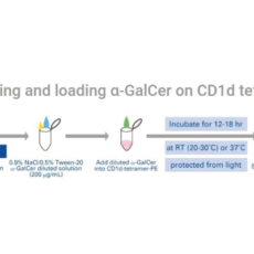 CD1d Tetramers for Monitoring Invariant Natural Killer T (iNKT) cells