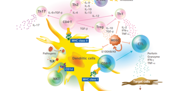 Cancer Immunotherapy: An increasing emphasis on CD4+ T cells and MHC Class II Neoantigens