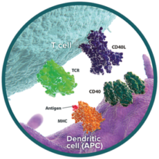 CD40 – CD40L Pathway