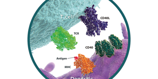 CD40 – CD40L Pathway