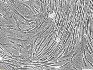 CELLvo™ Human Bone Marrow Mesenchymal Stem Cells